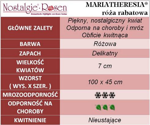 Mariatheresia róże rabatowe gł. zal